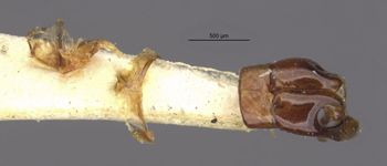 Media type: image;   Entomology 29827 Aspect: genitalia